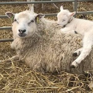 Meet your Posher, Donna